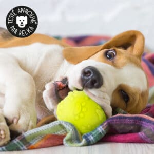 Balle de tennis pour chien lumineuse et sonore
