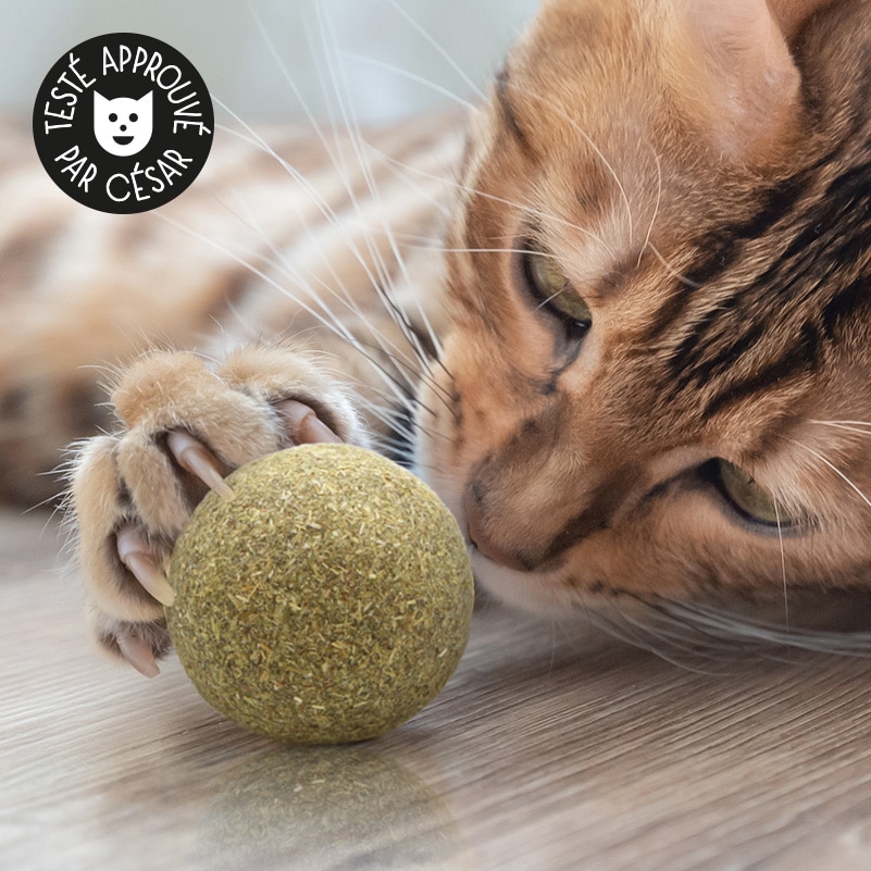 Boule Herbe à Chat Comestibles pour Chats – Animalux