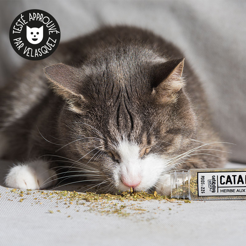 Herbe A Chat Séchée - Menthe A Chat - Cataire Pour Chats 100g