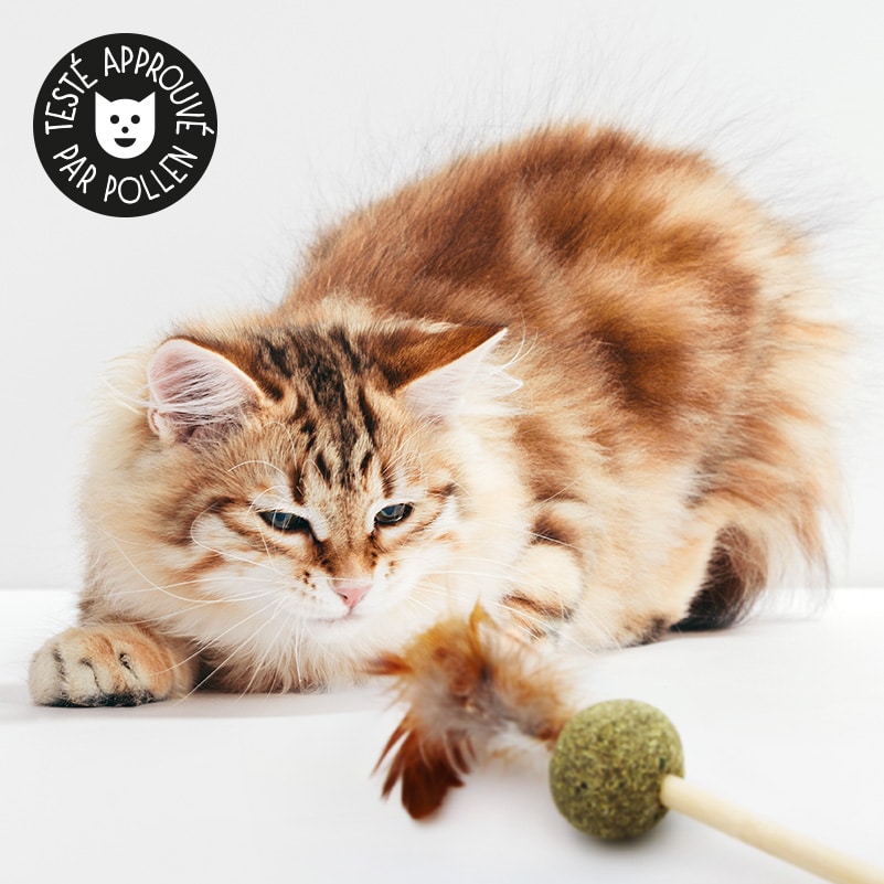 Plumeau avec balle d'herbe à chat - Catedogshop