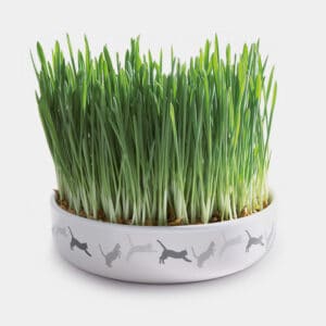 Cadre en bambou avec herbe à chat – Kit de plantes pour chat – Kit de  plantes prêt à l'emploi avec graines d'herbe de blé et [473] - Cdiscount