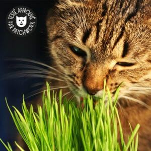 Cadre en bambou avec herbe à chat – Kit de plantes pour chat – Kit de  plantes prêt à l'emploi avec graines d'herbe de blé et [473] - Cdiscount