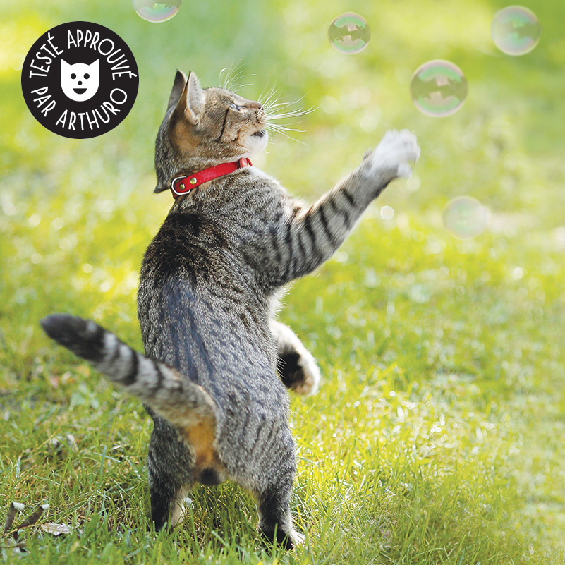 Matatabi, cataire, herbe à chat : avis vétérinaire • Jouets pour chat -  Conseils véto en photos - Catedog